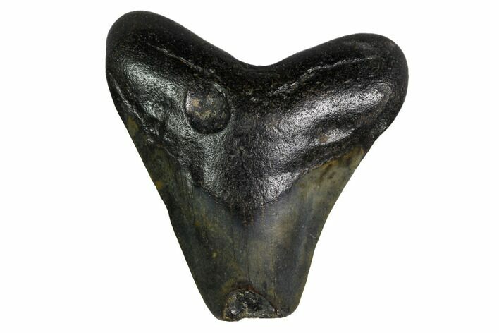 Bargain, Megalodon Tooth - North Carolina #152833